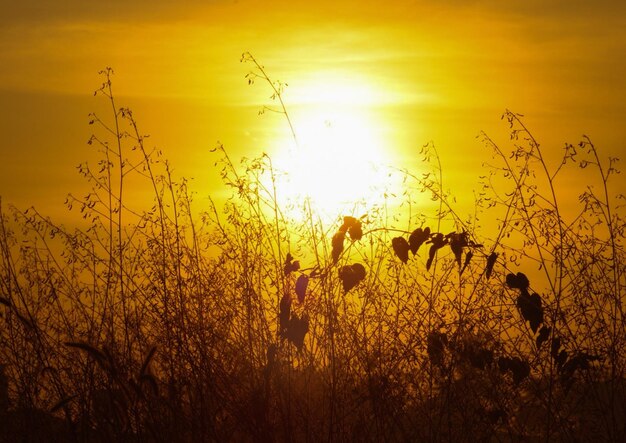 Silhouette plants on field against orange sky