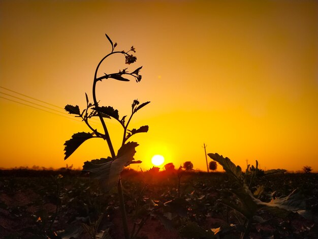 Silhouette plants on field against orange sky