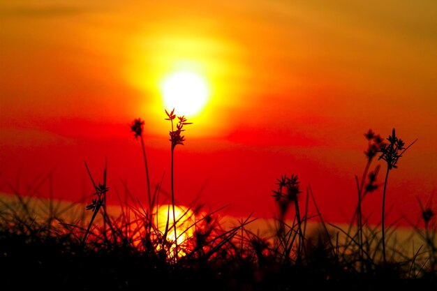 Silhouette plants on field against romantic sky at sunset