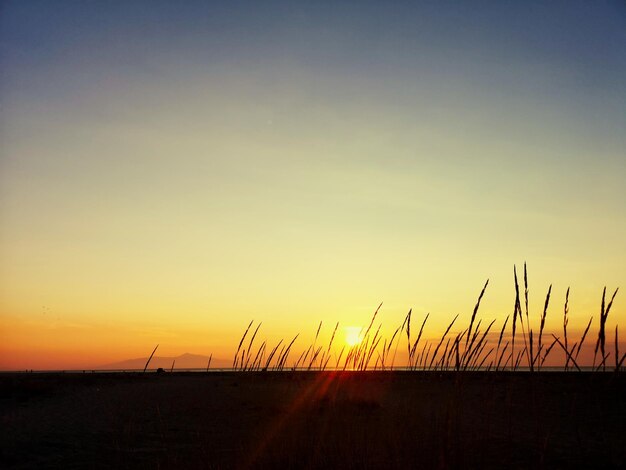 Silhouette plants on field against sky during sunset