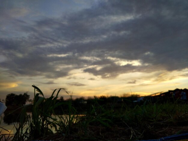 Silhouette plants on field against sky during sunset