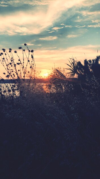 Silhouette plants on field against sky during sunset