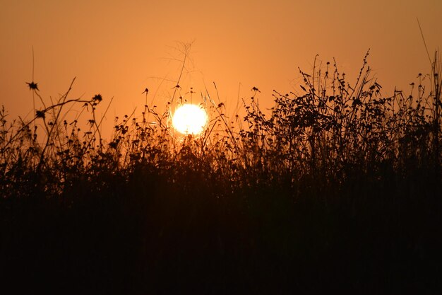 Silhouette plants on field against sky during sunset