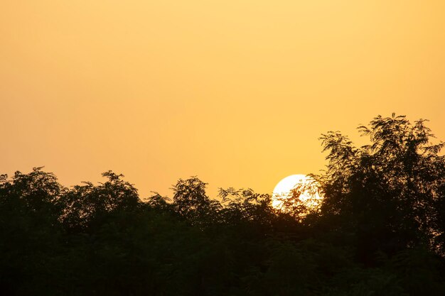 シルエットの植物は夕日に対して花を咲かせる