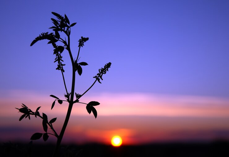 Photo silhouette plants flower against the setting sun