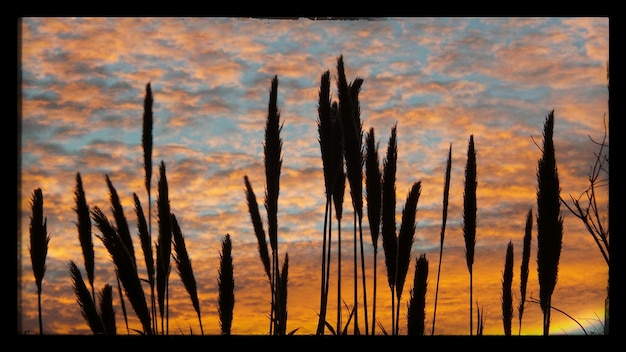 Foto silhouette di piante che crescono sul campo contro un cielo nuvoloso al crepuscolo