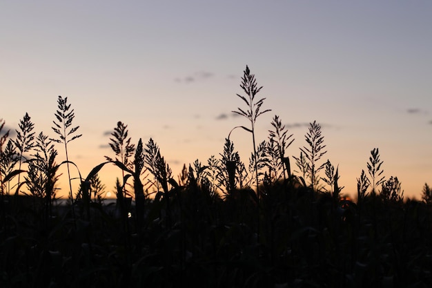 Silhouette plants growing on field against sky during sunset