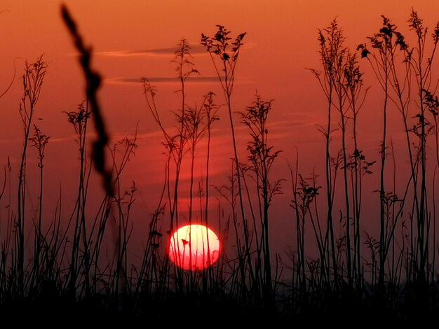 Silhouette plants growing on field against sky during sunset