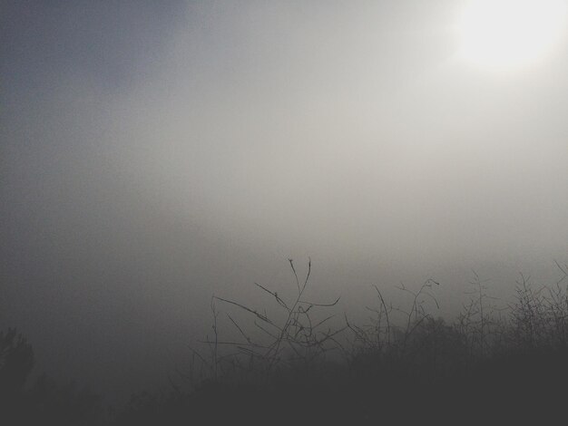 Photo silhouette plants growing on field in foggy weather