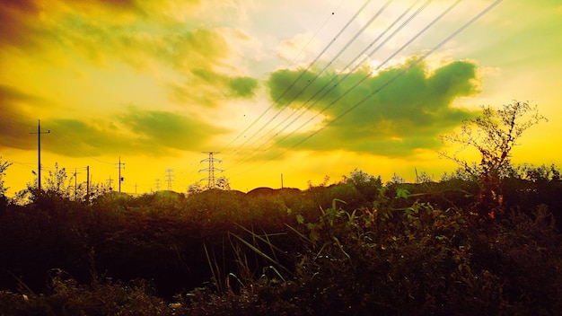 Silhouette plants at sunset