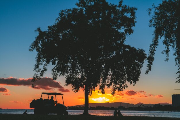 Silhouette of pterocarpus indicus tree at sunset magic island ala moana beach regional park honolulu oahu hawaii landscape plant