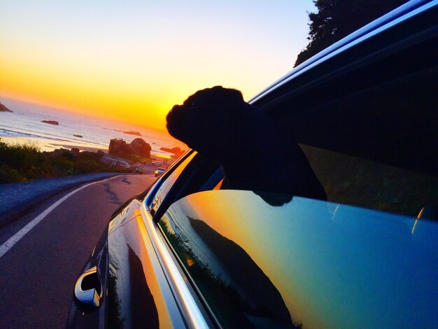 Foto silhouette pug kijkt uit het raam van de auto tijdens de zonsondergang