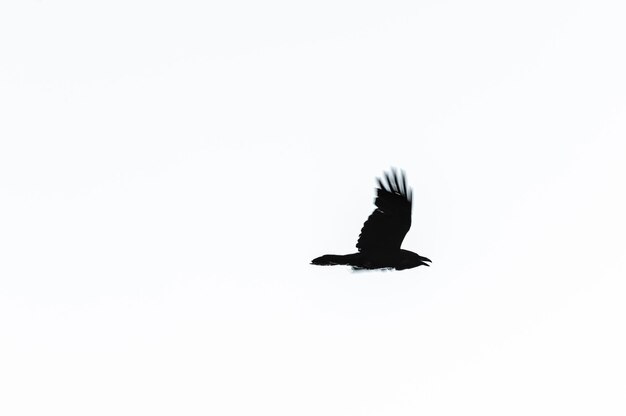 Photo silhouette of a raven in flight on a white backdrop