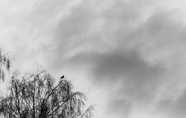 Silhouette of a raven on top of the tree against the background of a stormy sky