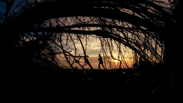 Silhouette of root of tree in beach