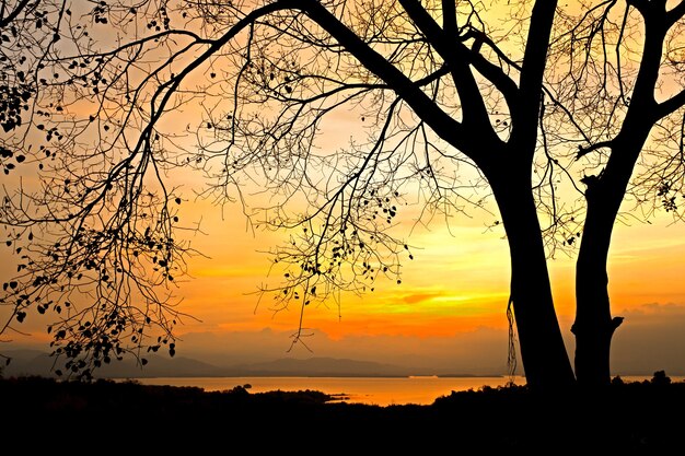 Silhouette scene of sunrise behind tree