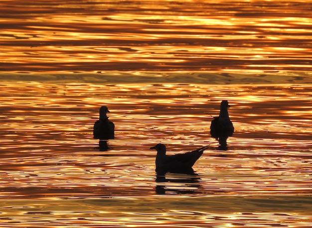 Silhouette seagull bird at sunset in Thailand