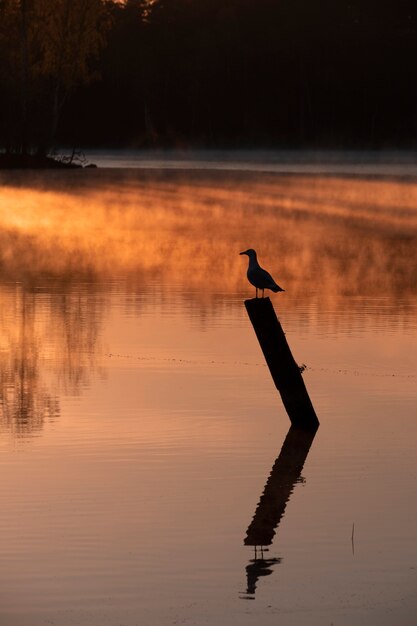 Photo silhouette of a seagull on a foggy forest lake in the morning at sunrise in autumn