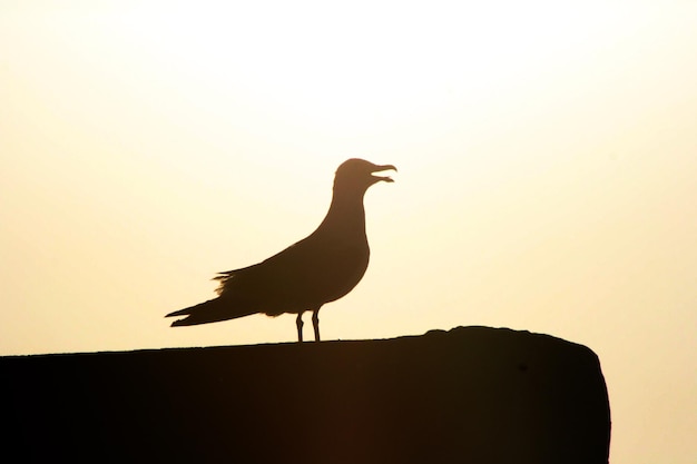 Silhouette of a seagull under the sun during a sunny day