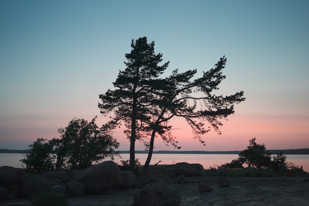 Silhouette of several pine trees on the shore. White Nights Period