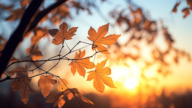 Silhouette shadows of tree leaves in front of a sunset sky with shallow depth of field