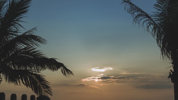 Silhouette shot of the palm trees during suns artsy aesthetic