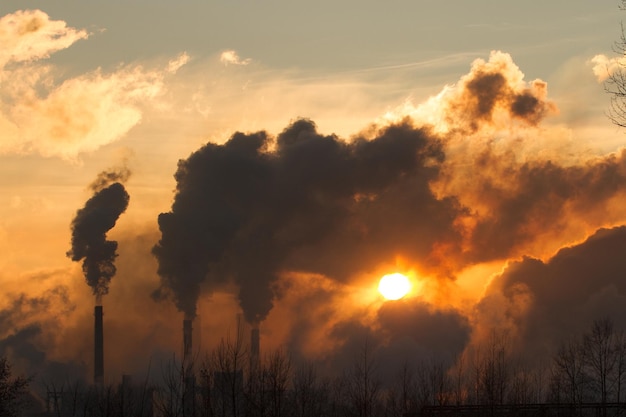 Foto silhouette di fumo emesso dall'albero contro il cielo durante il tramonto