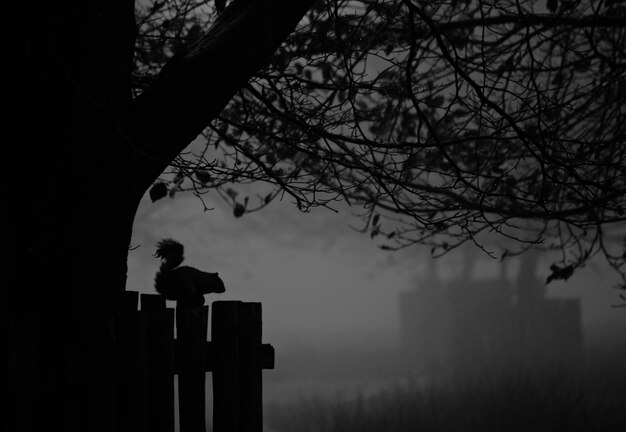 Silhouette of squirrel standing on fence