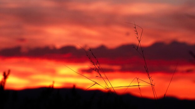 Photo silhouette of stalks against cloudy sky during sunset