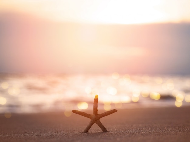 Silhouette starfish on sand at sunset beach