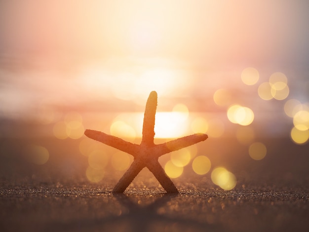 Silhouette starfish on sand at sunset beach