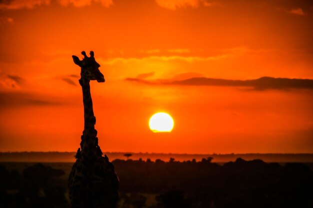 Photo silhouette statue against dramatic sky during sunset