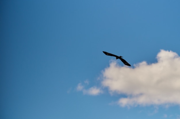 Silhouette Steppe eagle flying under the bright sun and cloudy sky in summer.