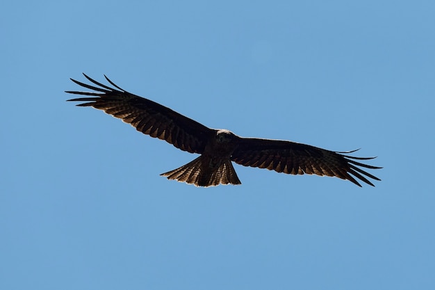 여름에 밝은 태양과 흐린 하늘 아래 날아가는 실루엣 대초원 독수리.