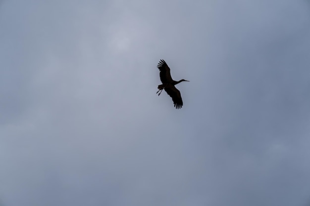 Photo the silhouette of a stork flying in a cloudy sky