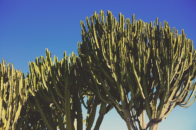 Foto silhouette di piante succulente contro il cielo blu del giorno