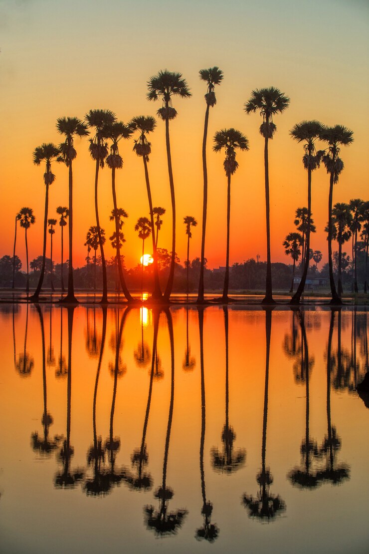 Silhouette Sugar Palm Tree on the rice field before Sunrise