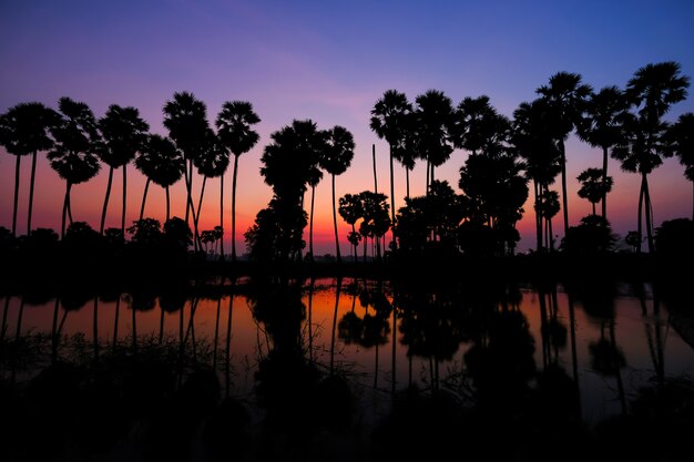 Silhouette of sugar palm tree in sunrise or sunset with colorful sky