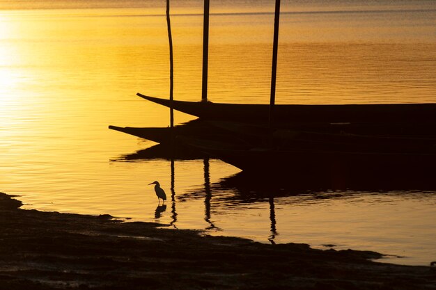Silhouette at sunset of canoes docked in the grandiose paraguacu river