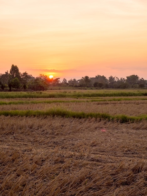 Silhouette sunset over rice field