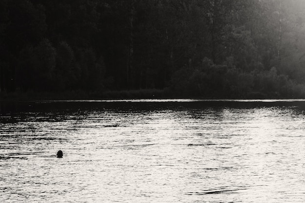 Silhouette of swimming man in center of river on forest background. Sunlight reflected on water in grayscale. Shiny water in river. Monochrome amazing atmospheric landscape. Minimalist scene.