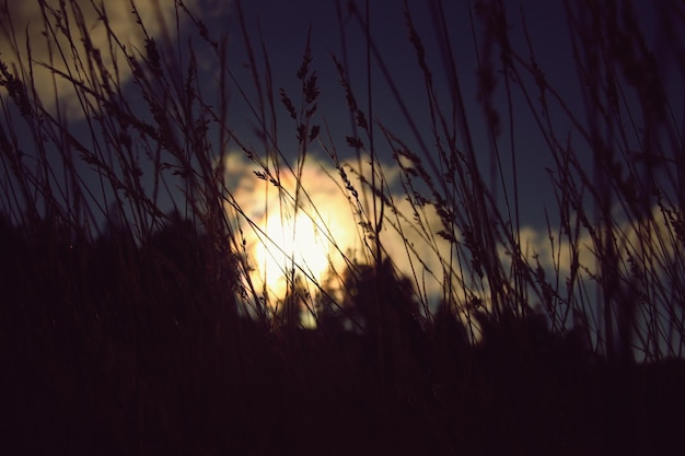 Silhouette tall grass at dusk