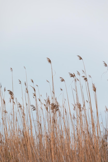 Photo silhouette of tall reeds against a neutral sky