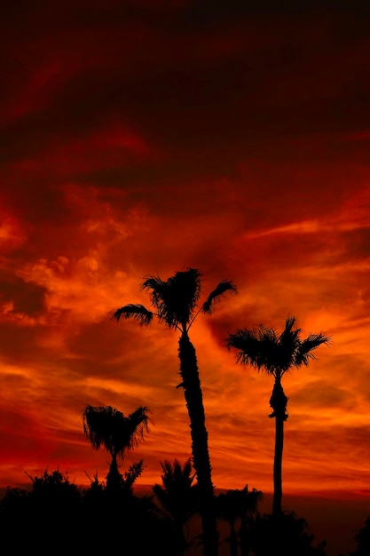 Foto una silhouette di tre palme contro un brillante tramonto arancione