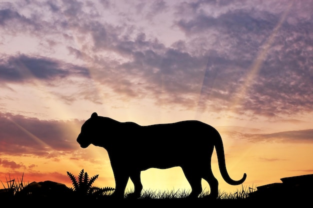 Silhouette of a tiger on a hill at sunset savanna