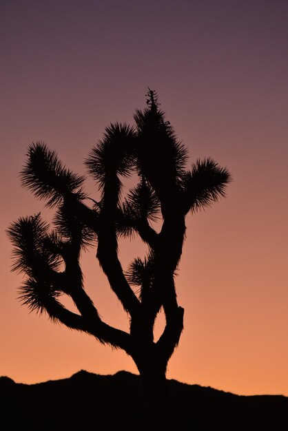 Foto silhouette di un albero contro un cielo limpido durante il tramonto