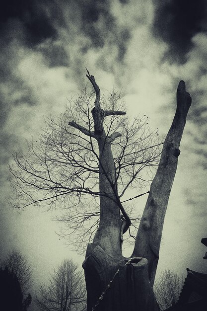 Photo silhouette of tree against cloudy sky