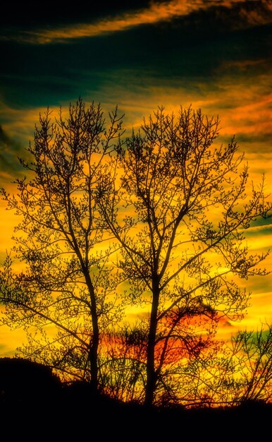 Silhouette tree against dramatic sky during sunset