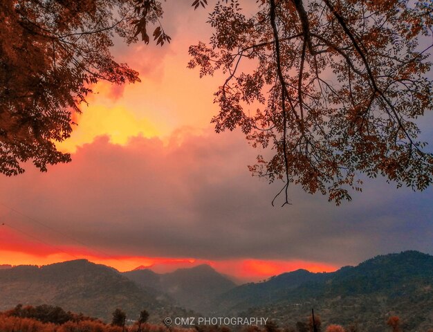 Silhouette tree against dramatic sky during sunset