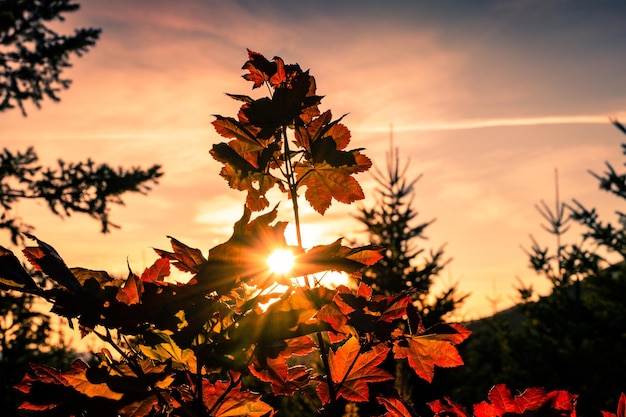 Foto silhouette di albero contro il cielo arancione